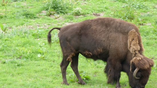 bison-deformacia