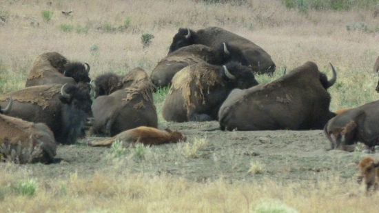 american buffalo -nap nap