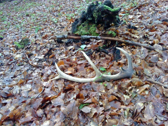 minuloročný zhodík...