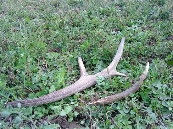 ..po nočnom súboji...