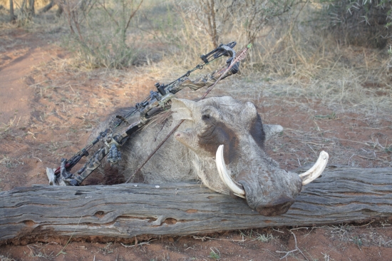 Sviňa bradavičnatá 2 - JAR