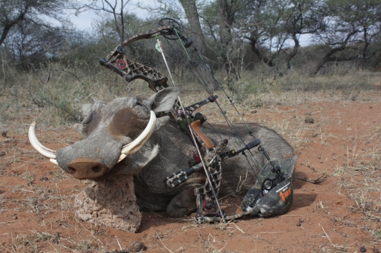 Sviňa bradavičnatá 3 - JAR