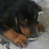 malá lady Dita