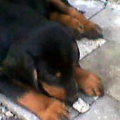 malá lady Dita