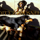Dita