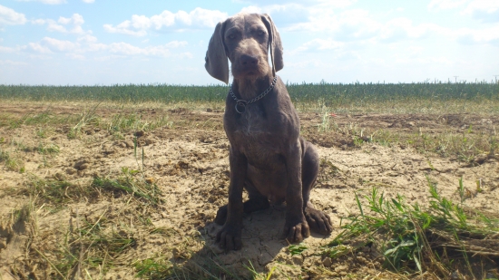 SHS BASKO : Heeej teta máš to ? Nebudem tu sedieť celý deň ....:-)