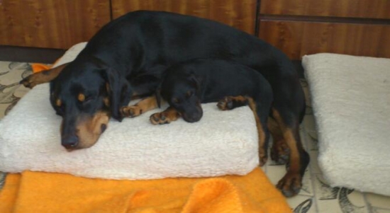 Dituska a Eduska z Prosneho