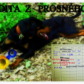 Dita z PROSNEHO SLOVENSKÝ ŠAMPION KRÁSY MLADÝCH