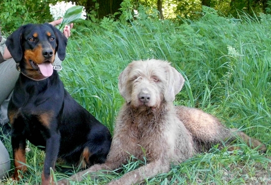 SLOVENSKÉ NÁRODNÉ PLEMENÁ