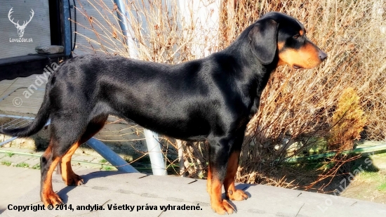 Dituška
