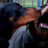 Dita a Beny