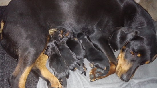 Ditka z Prosneho a Beny z Čerešňovej traja cvalíci a jedna modelečka