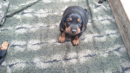 Új ja idem na Oravu,  dúfam,  že nepôjdem peši je to ďaleko