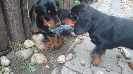 Abby a Azzy včera sme dorazili do Estónska