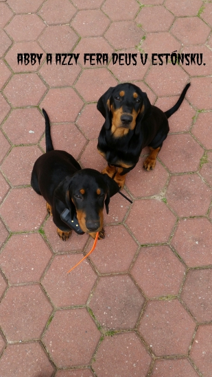 Abby a Azzy v Estónsku