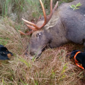 Abby a Azzy Fera Deus,  vek 4 mesiace v Estonsku.