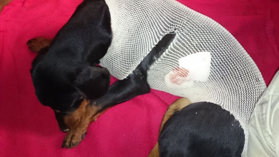 Dita z Prosného po operácii po spoločnej poľovačke