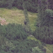 Malé medviedatá na strome.