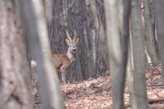 Srnec z očí do očí