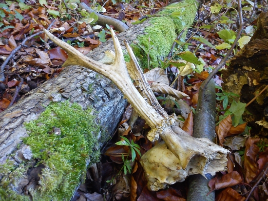 Srnci uhyn ktory som nasiel pri praci v lese....