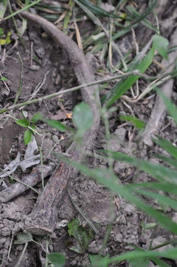 Zadarilo sa.... špicér