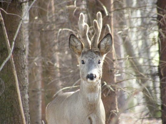 S parůžky v lýčí