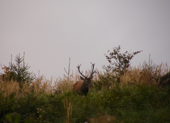 Můj nejlepší jelen
