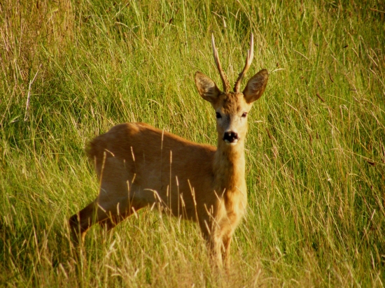 Ve vrcholící říji