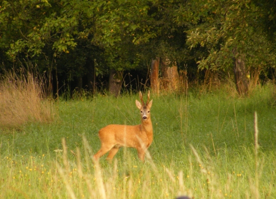 O tři dny později byl uloven...