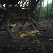 uz hotovi a zakrmeni