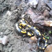 salamandri