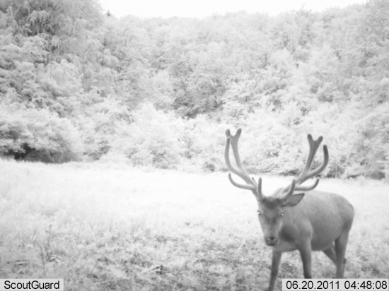 stare foto Hlinkech bačovisko