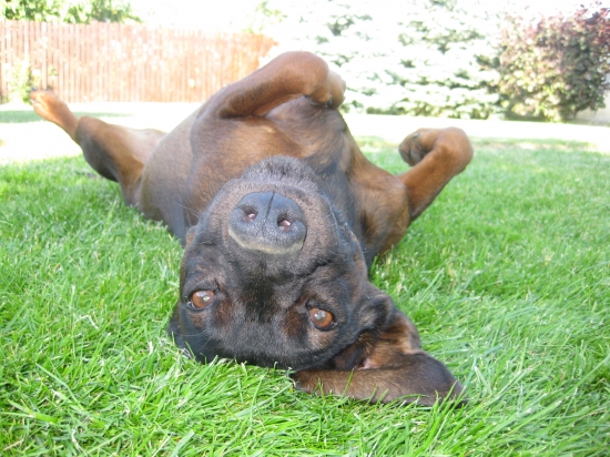 FRIDA (Gerda) Čirské bučiny