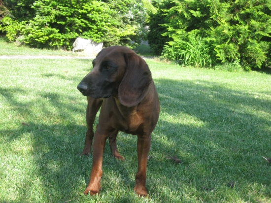 ISKRA z Doliny Dojcy