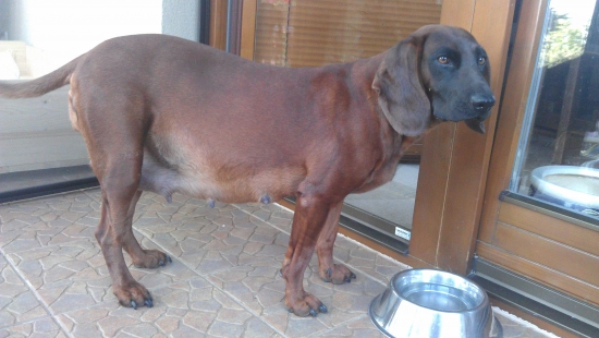 uz sa nam to krati...