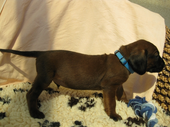 BF Karpatia Lindenbach