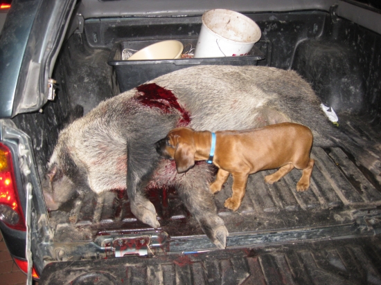 ARON Karpatia LIndenbach