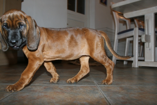 AYA Karpatia Lindenbach