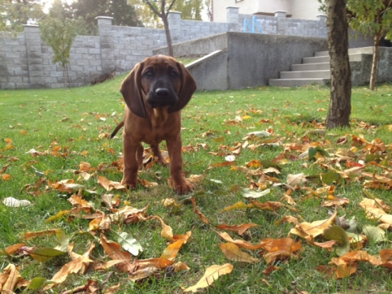 ARON Karpatia Lindenbach