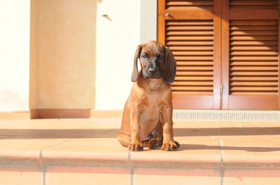 ATREY Karpatia Lindenbach