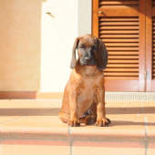 ATREY Karpatia Lindenbach