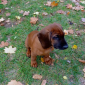ARGOS Karpatia Lindenbach