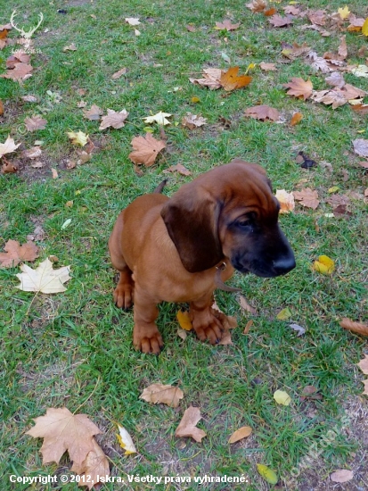 ARGOS Karpatia Lindenbach