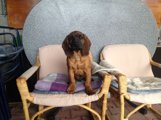 Aron Karpatia Lindenbach