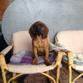 Aron Karpatia Lindenbach