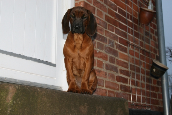 AYA Karpatia Lindenbach