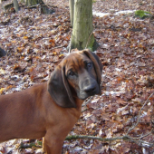 ARGOS Karpatia Lindenbach