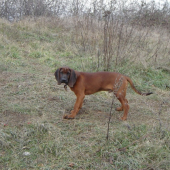 ARGOS Karpatia Lindenbach