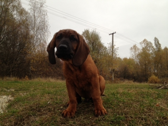 ARON Karpatia Lindenbach