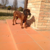 ATREY Karpatia Lindenbach